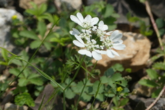 Orlaya grandiflora