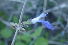 Salvia similis