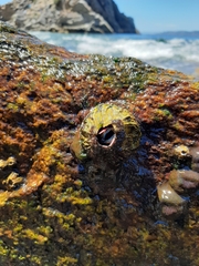 Austromegabalanus psittacus