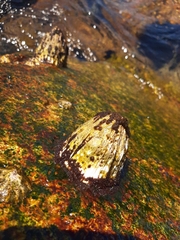 Austromegabalanus psittacus