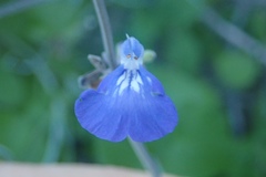 Salvia similis