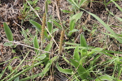 (c) Suvarna Parbhoo Mohan, some rights reserved (CC BY-SA) Plantago tomentosa, photograph (c) Suvarna Parbhoo Mohan, some rights reserved (CC BY-SA)