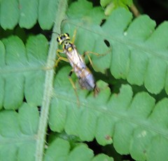 Tenthredo verticalis