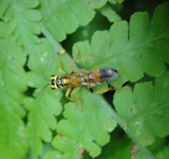 Tenthredo verticalis