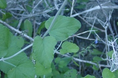 Salvia similis