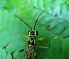 Tenthredo verticalis