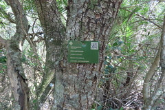 Bridelia micrantha, photograph (c) Bruno - Yolande Zanette, some rights reserved (CC BY)