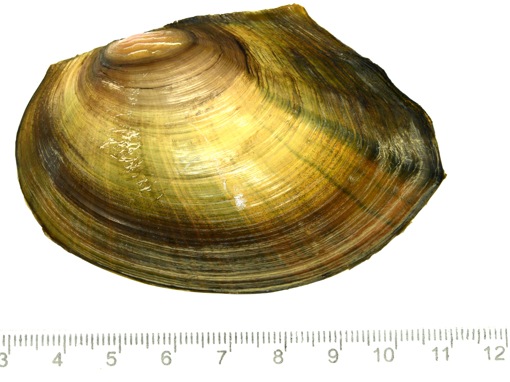 Cristariini