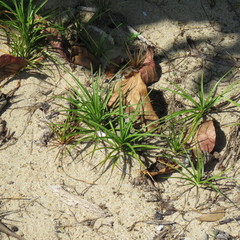 Cyperus pedunculatus