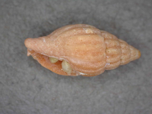 Vexillum salisburyi observed 2016-12-03