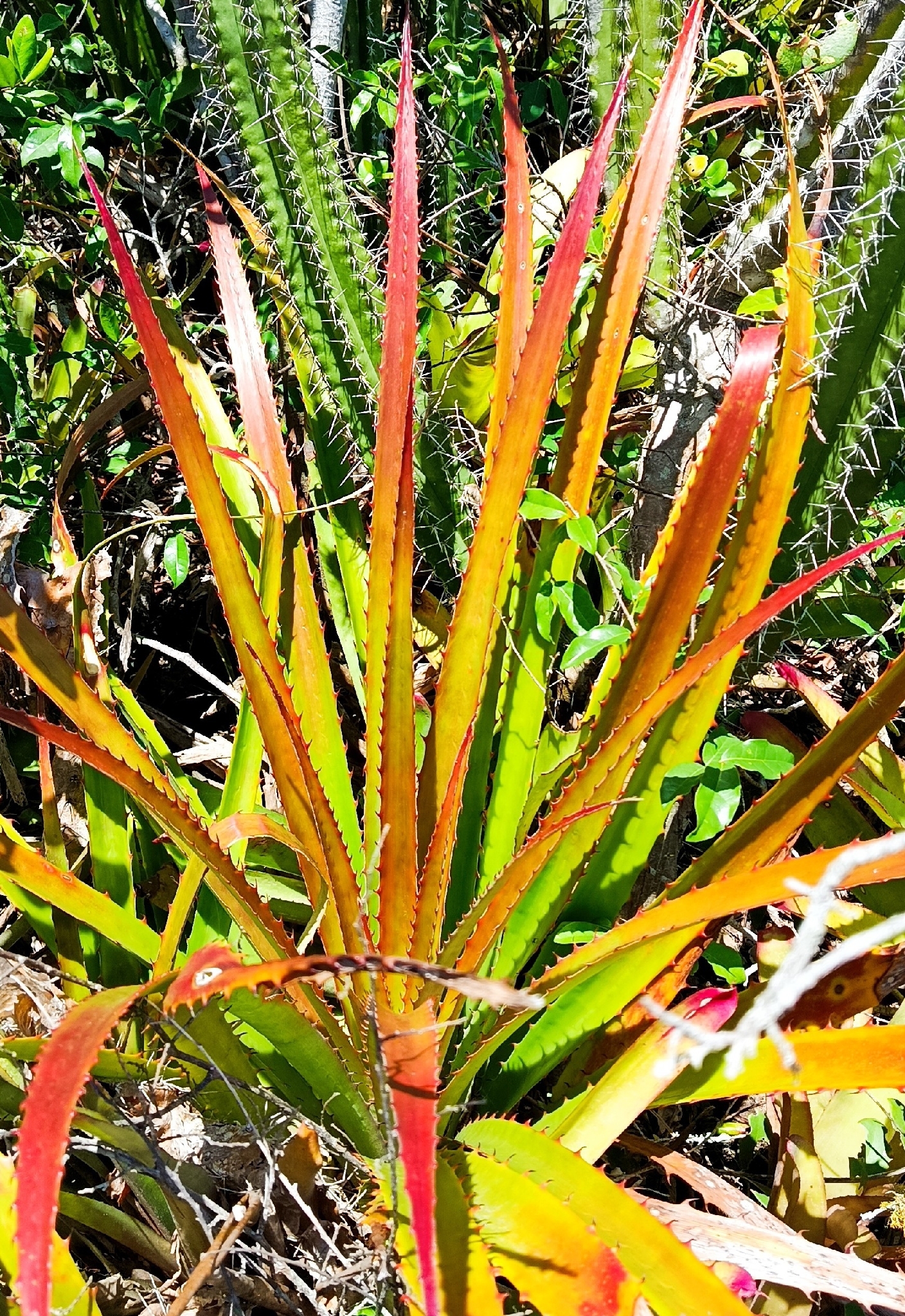 Bromelia antiacantha