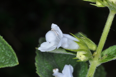 Lepechinia floribunda, photograph (c) aacocucci, some rights reserved (CC BY)