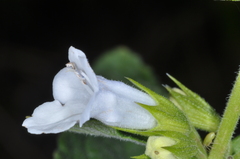 Lepechinia floribunda, photograph (c) aacocucci, some rights reserved (CC BY)