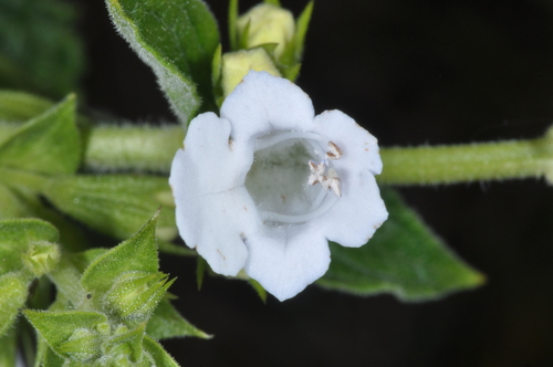 Lepechinia floribunda, photograph 6