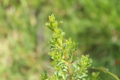 Baccharis tricuneata