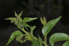 Bougainvillea stipitata, photograph (c) aacocucci, some rights reserved (CC BY)