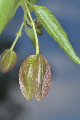 Bougainvillea stipitata, photograph 4