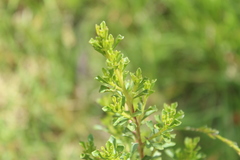 Baccharis tricuneata