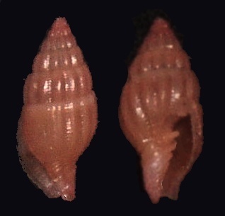 Vexillum salisburyi