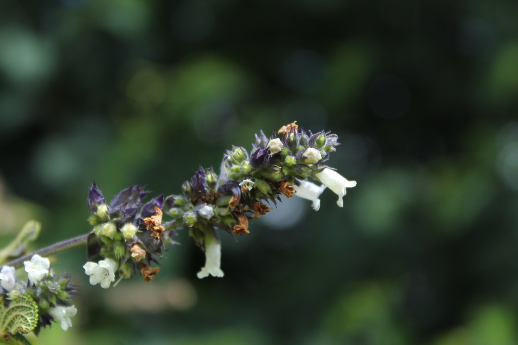 Lepechinia salviifolia; photograph (c) Andrés Ramírez-Barrera, some rights reserved (CC BY)