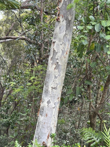 Corymbia citriodora observed 2025-10-26