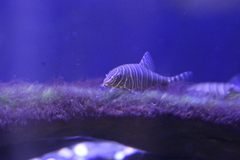 Botia striata