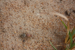 Dasymutilla quadriguttata