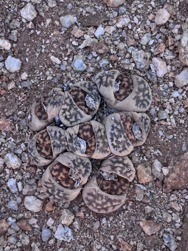 Lithops karasmontana leaf pair detail