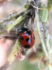Coccinella septempunctata