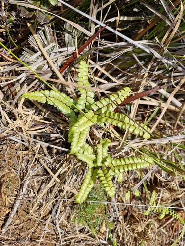 Lindsaea nervosa observed 2025-10-26