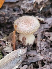 Oak Root Fungus (Armillaria gallica)