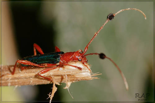 Paromoeocerus barbicornis photo 5