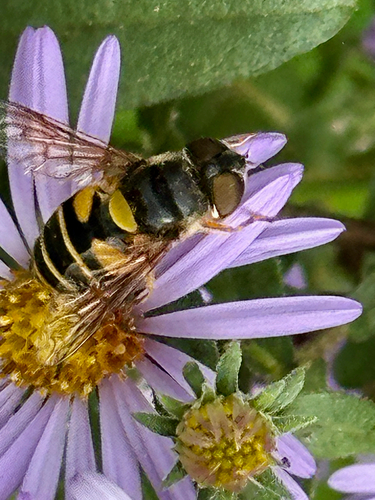 Unknown species found near Mitchell St, Hillsborough, NC, US