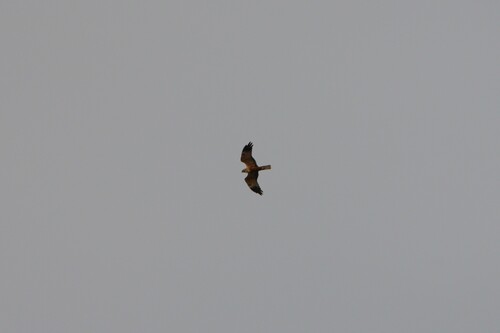 Avistamiento Aguilucho lagunero occidental