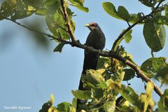 Phaenicophaeus tristis