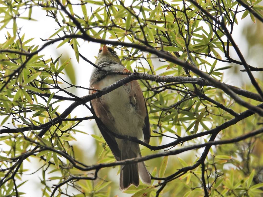 Tasmanian Silvereye from Henderson Valley, Auckland, New Zealand on ...