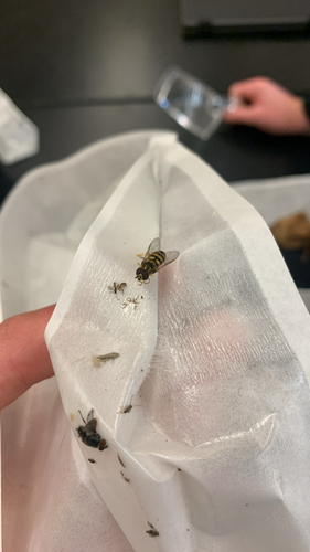 Unknown species found near Gregory St, Normal, IL, US