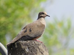 Zenaida auriculata caucae