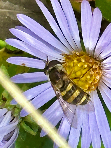 Unknown species found near Mitchell St, Hillsborough, NC, US
