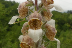 Digitalis lanata
