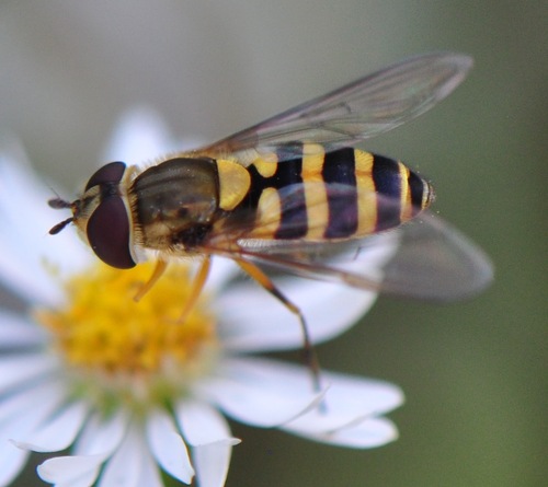 Yellow-legged Flower Fly photo 4