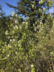 Amelanchier alnifolia