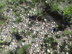 Micrurus lemniscatus