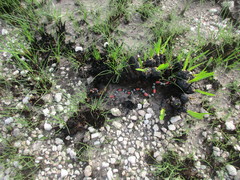 Micrurus lemniscatus