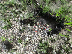 Micrurus lemniscatus