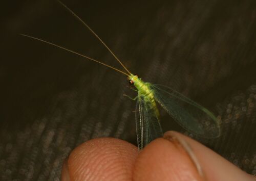 Chrysopa viridana