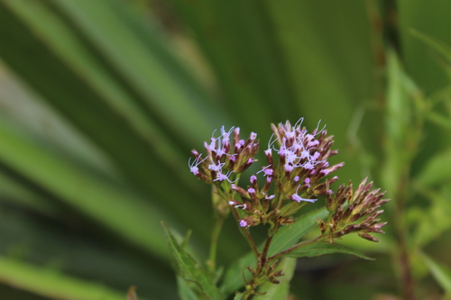 Chromolaena perglabra (Chromolaena perglabra)