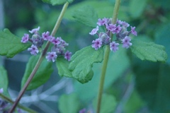 Lippia palmeri