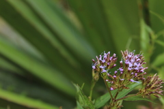 Chromolaena perglabra