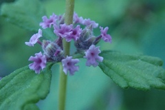 Lippia palmeri